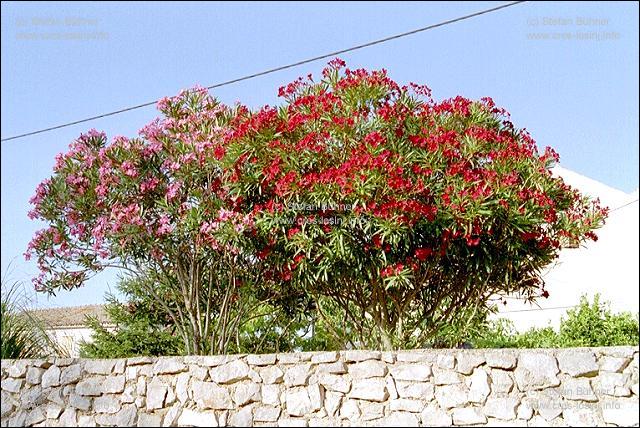 Oleanderstr�uche in Mali Losinj