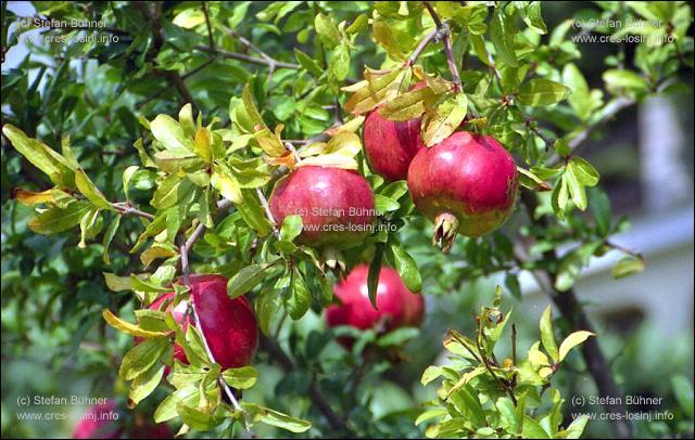 Granat�pfel in einem Garten in Mali Losinj