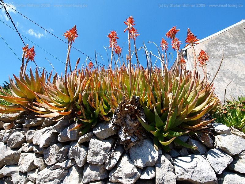 Blumenpracht im Fr�hjahr auf der Insel Losinj