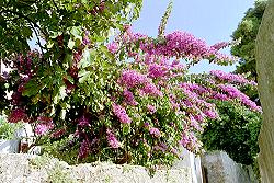 Bl�tenpracht in den Gassen von Veli Losinj