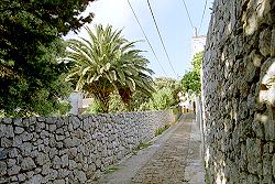 Palmen in den G�rten von Veli Losinj