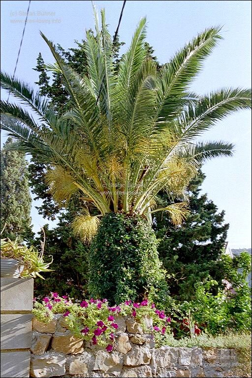 s�dliches Flair - Palmen in G�rten in Veli Losinj