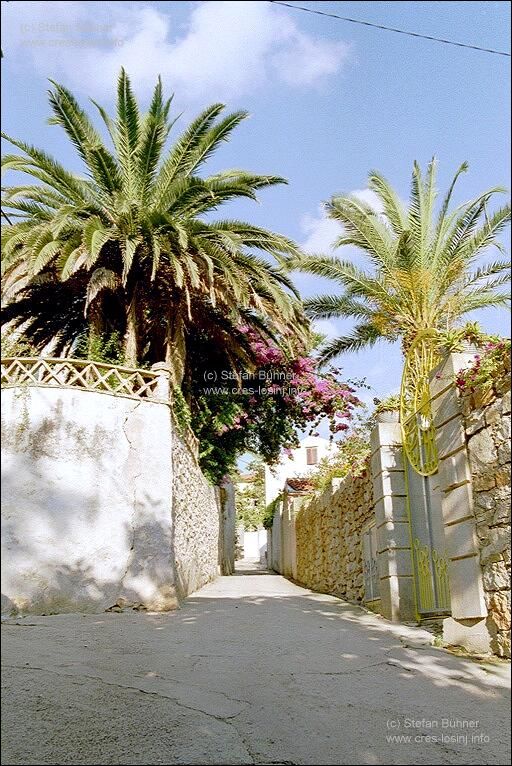 Palmen und Oleander in den G�rten in Veli Losinj